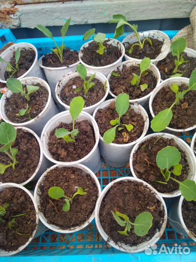 Рассада капусты