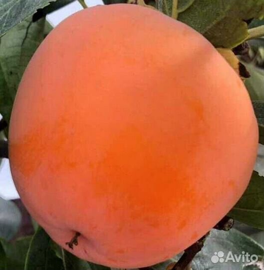 Саженцы хурмы Гора Говерла от производителя