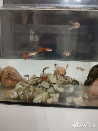 Рыбы гупики