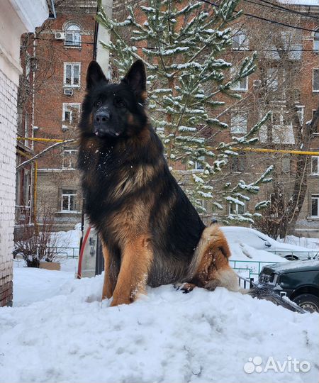 Немецкая овчарка вязка