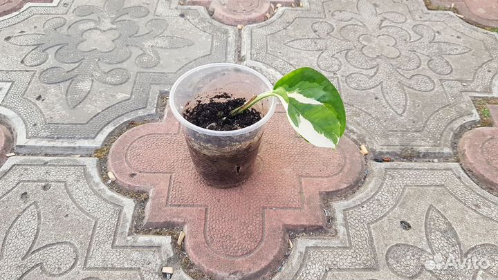 Сциндапсус н джой