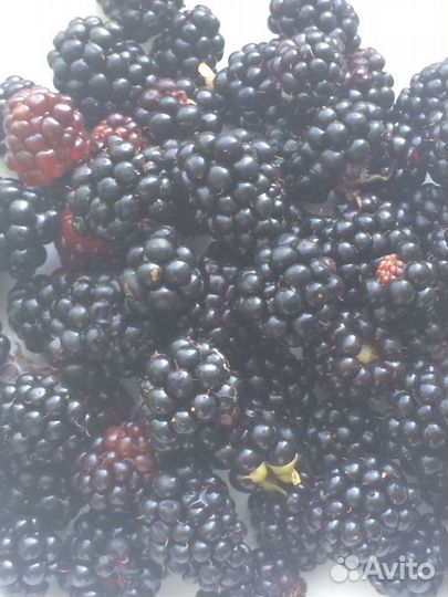 Саженцы ежевики садовой и ремонтантной малины