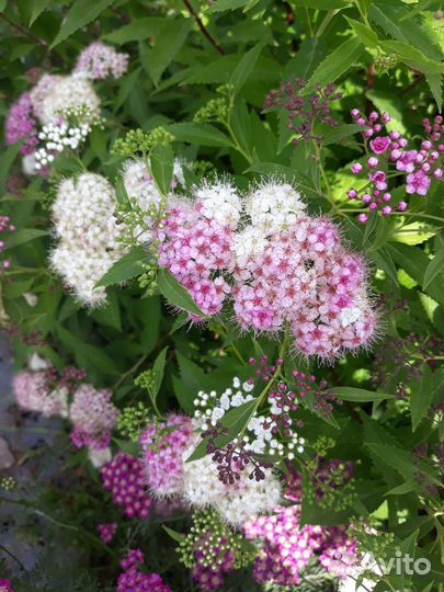 Спирея двухцветная Генпей(Широбана). Ива Маунт