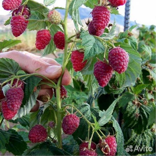 Таруса Штамбовая малина