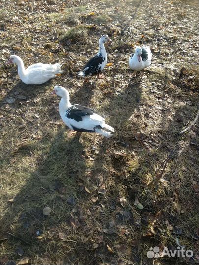 Индоутки живьём