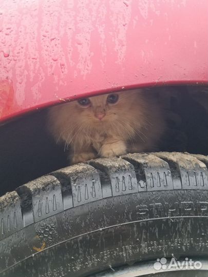 Котенок в добрые руки