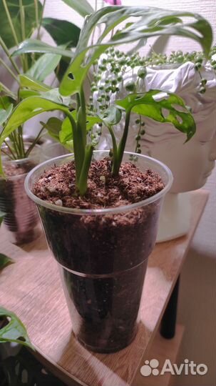 Монстера манки