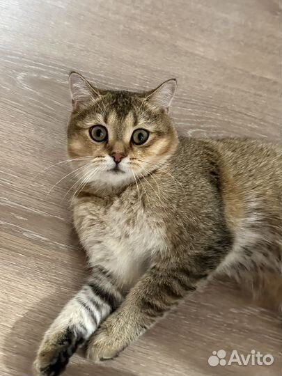 Кот на вязку