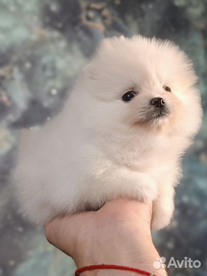 Мишки малышки