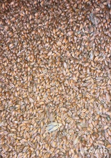 Кормовой горох, Кормовая пшеница на корм