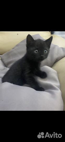 Черный котенок