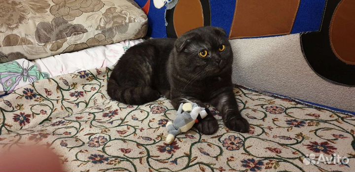 Шотландский кот ищет дом