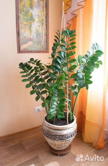 Долларовое дерево замиокулькас