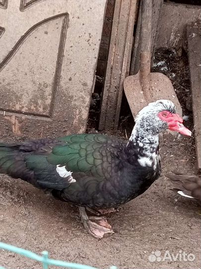 Мускусные утки тяжелые линии