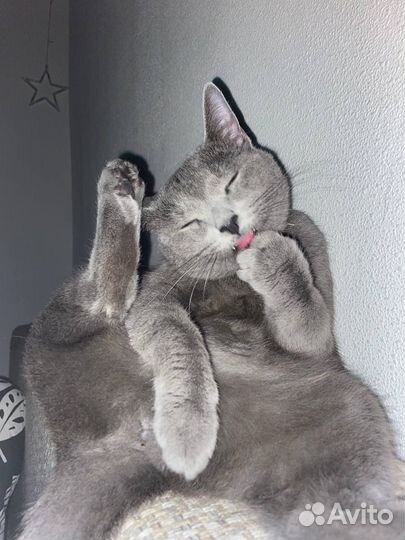 Соблазнительная кошка Мусильда (Русская голубая)