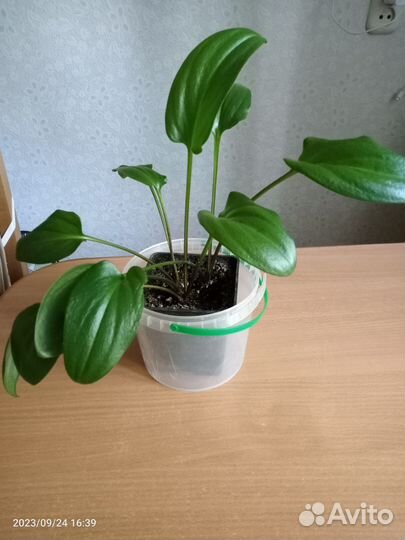 Эухарис (амазонская лилия)