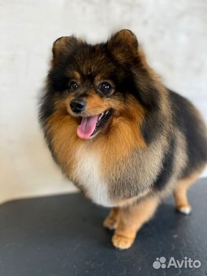 Померанский шпиц