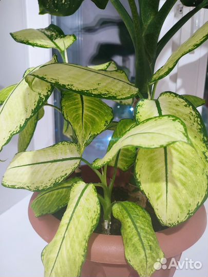 Живые цветы в горшках