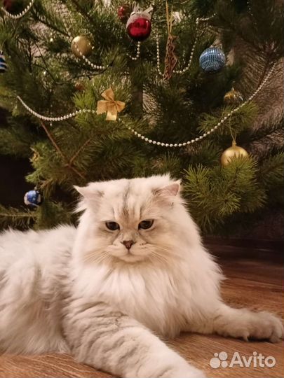 Шотландский кот вязка
