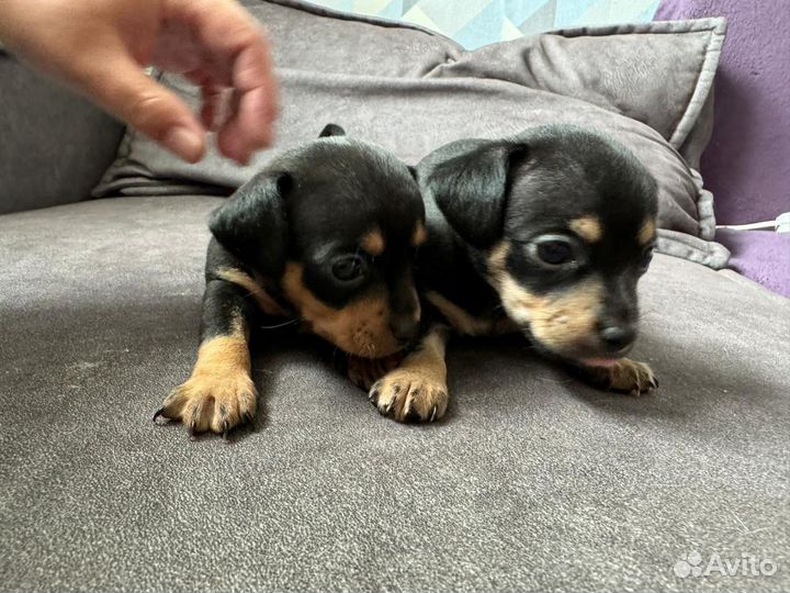 Русский той-терьер