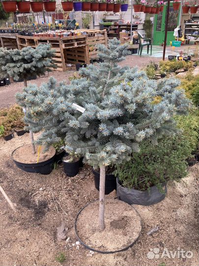 Ель взрослая голубая из питомника растений