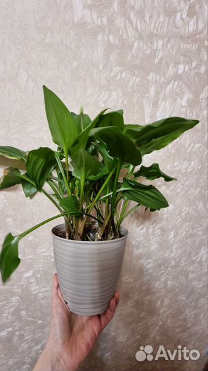 Комнатный цветок