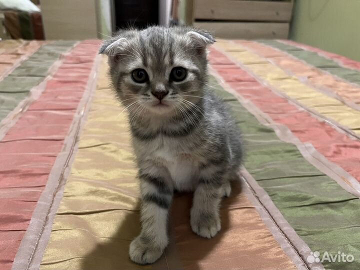 Шотландская вислоухая