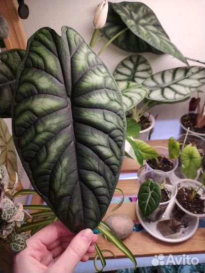 Клубни и детки алоказий