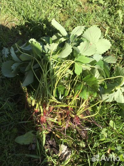 Рассада клубники