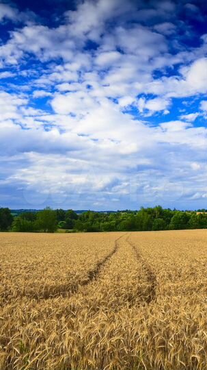 Участок 1000 га (СНТ, ДНП)