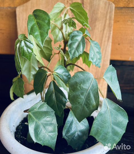 Циссус березка