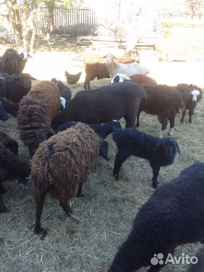 Продам стадо баранов