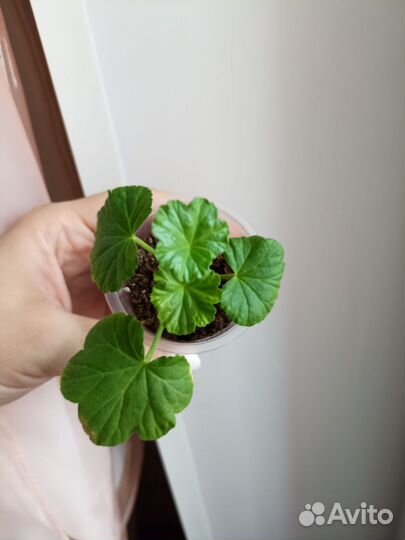 Пеларгонии