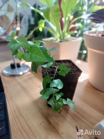 Плющ хедера и маранта