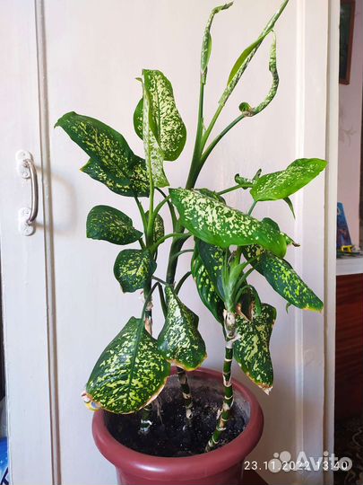 Диффенбахия