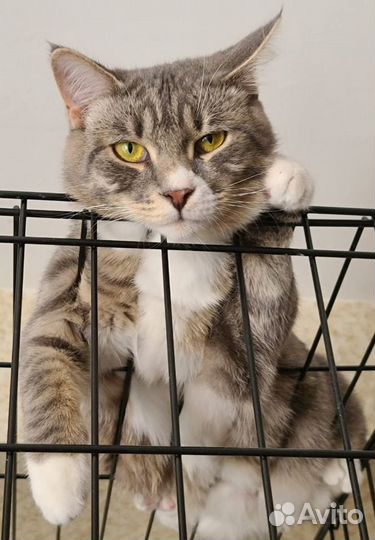 Котик Тишка ищет дом