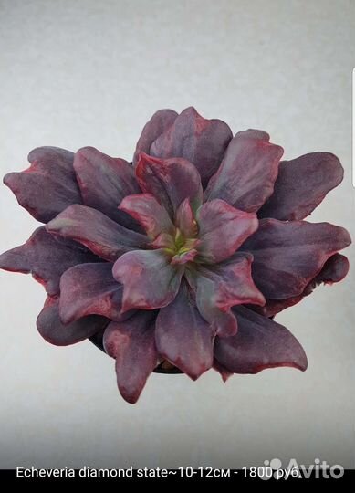 Суккуленты 4