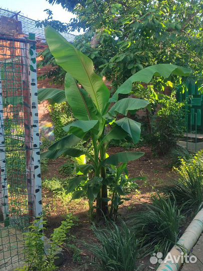 Банановая пальма