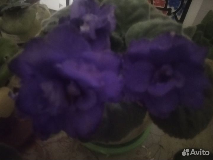 Сортовые фиалки