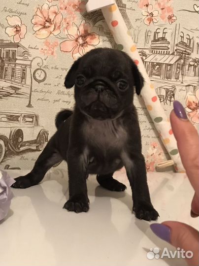 Щенки мопса