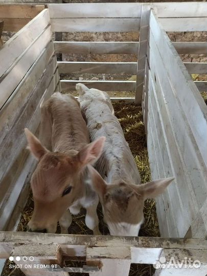 Телята бурые шведские