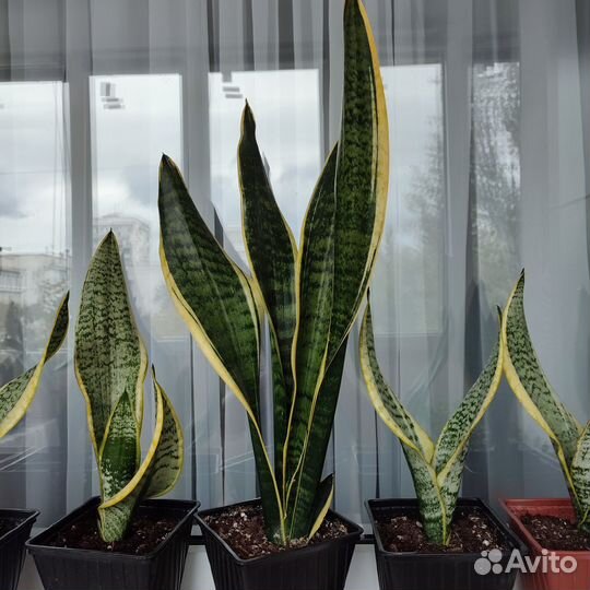Сансевиерия футура суперба -250
