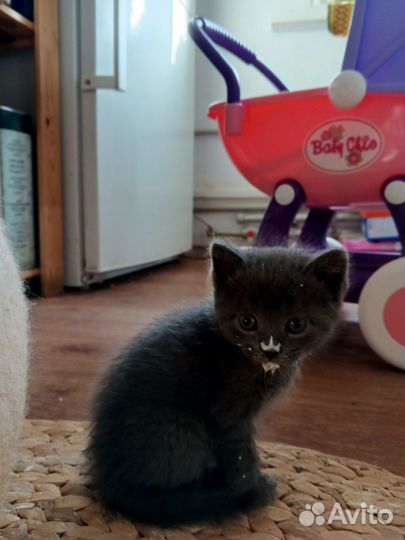 Котята (мышеловы) в добрые руки