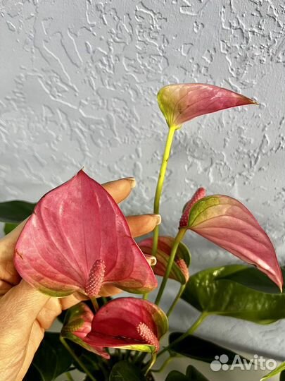 Антуриум Пинк чемпион