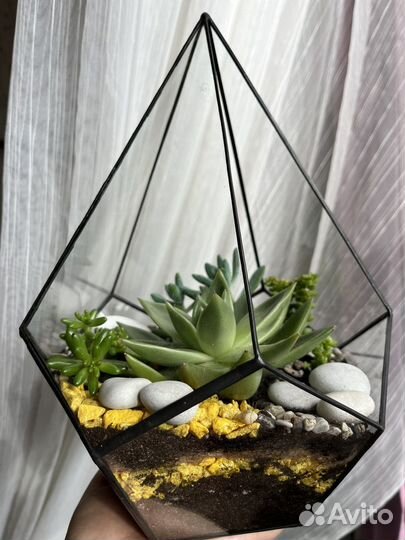 Флорариум. Цветы. Подарок учителю