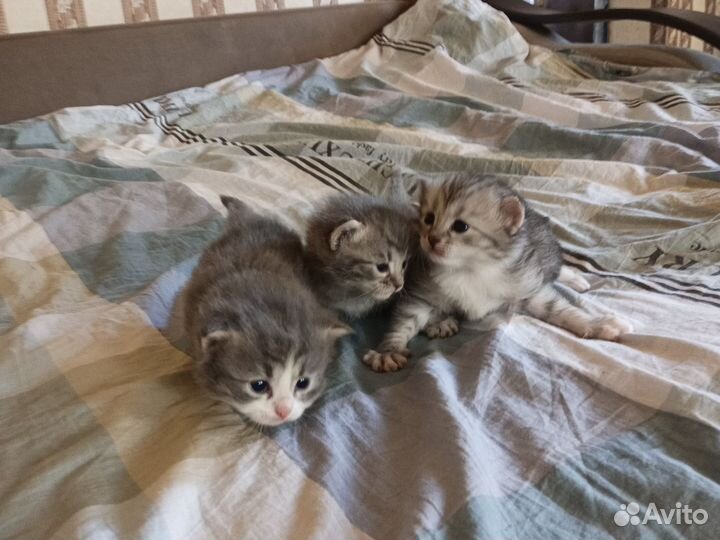 Котята в добрые руки