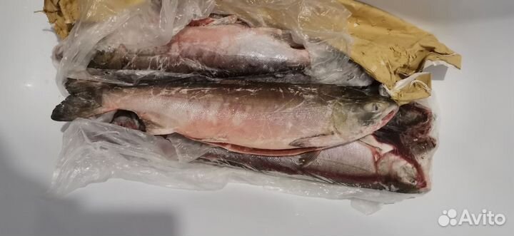 Красная рыба