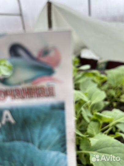 Рассада капусты