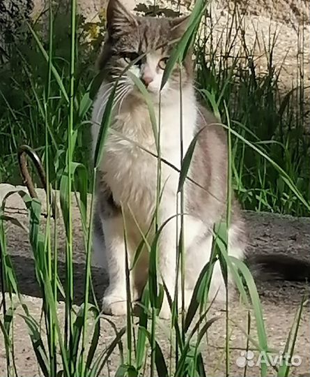 Кошка в дар бесплатно