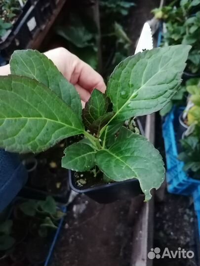 Гортензия Мисс Саори